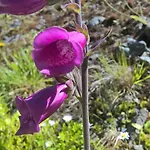 Boherbui 3* Doolin